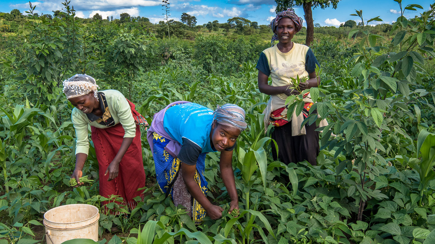 Exploitantes agricoles en Afrique