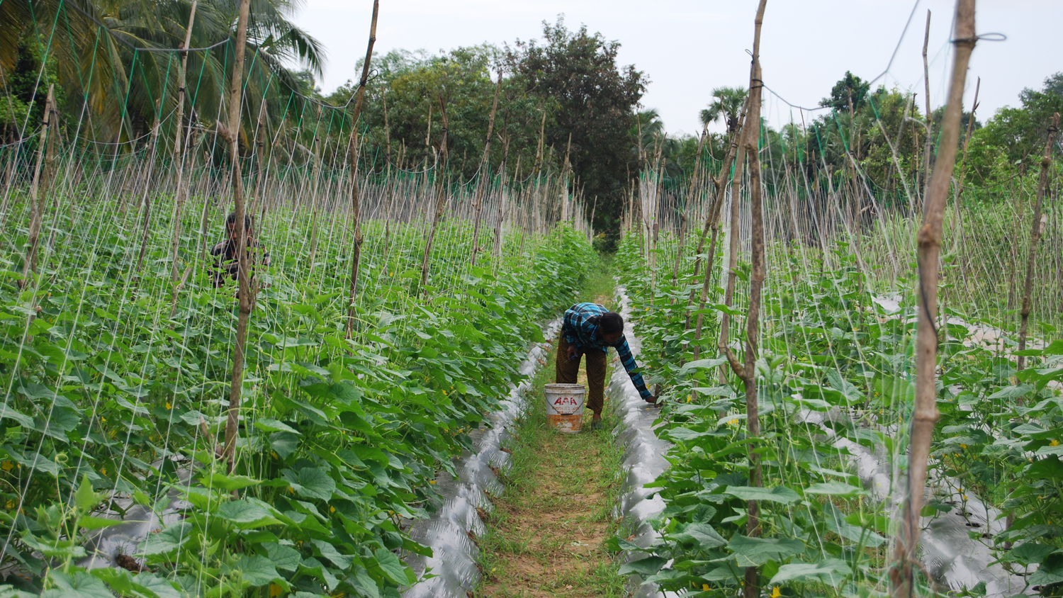 Petits agriculteurs au Cambodge
