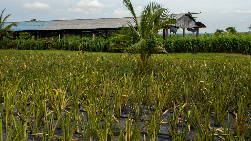 Cover production d'ananas