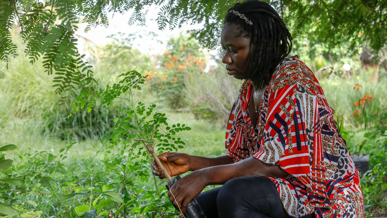 Une femme plante un arbre