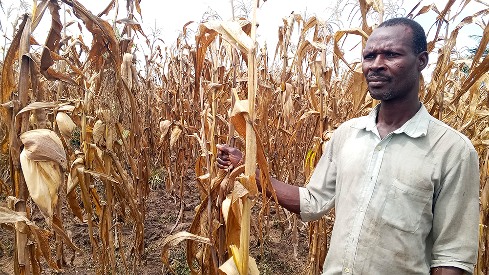 producteur et son champ de mais