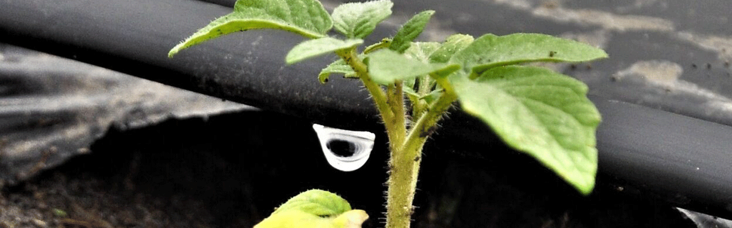 cover icfi irrigation