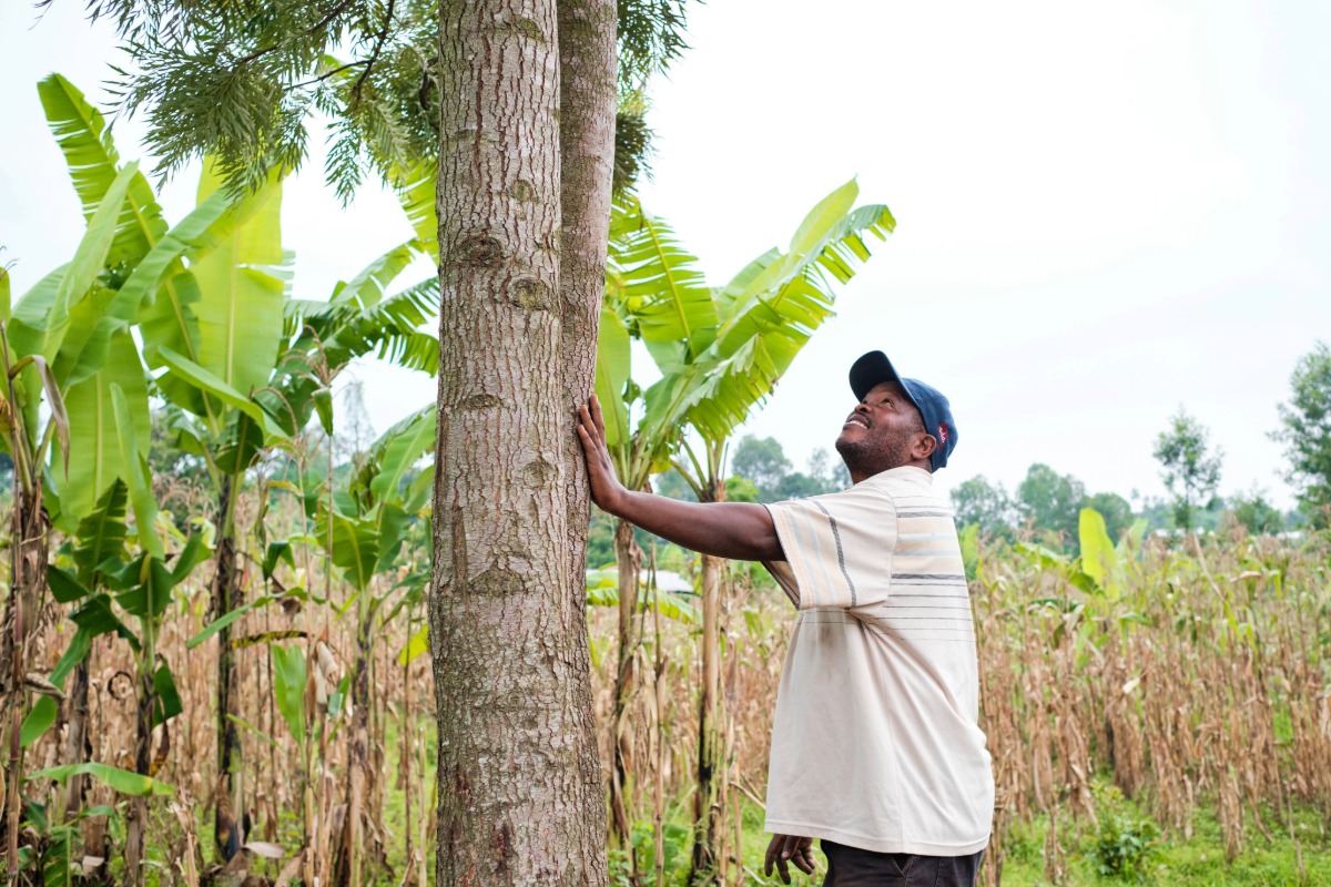 A man is watching a tree