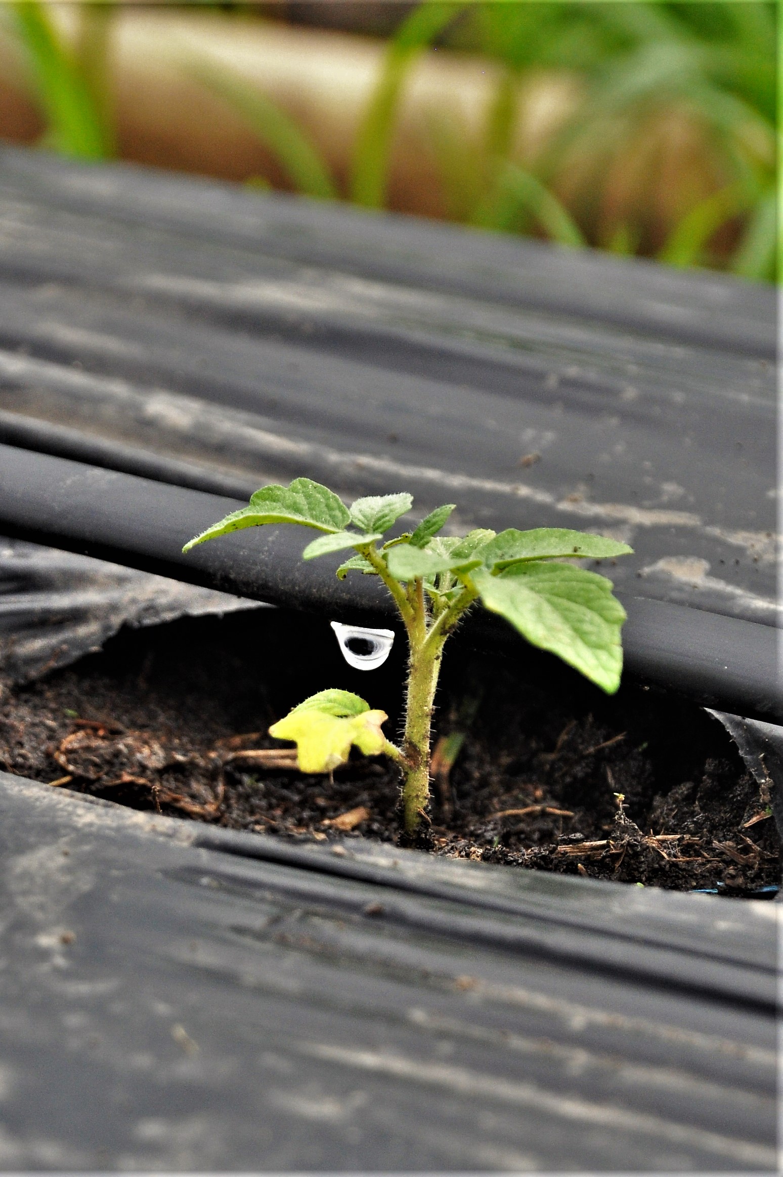 A plant with a drop of water