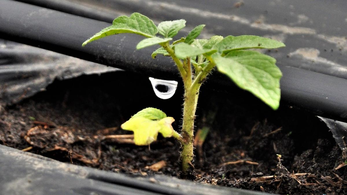 A plant with a drop of water