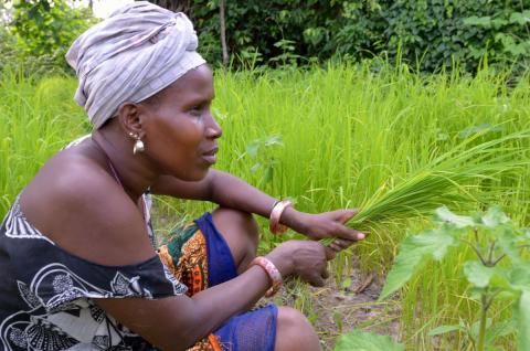 An unidentified woman farms a rice field