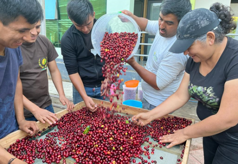 People pour coffee beans into a sieve