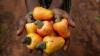 Cashew nut
