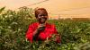 Kenyan chili farmer Copyright Cultural Video Production Ltd
