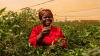 Kenyan chili farmer Copyright Cultural Video Production Ltd