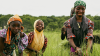 femme agriculture afrique
