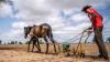 Un homme derrière une charrue tirée par un cheval
