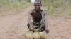 Smallholder farmer with coconuts.