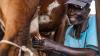 Un agriculteur en train de traire une vache. ©Katumba Badru Sultan