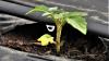 Une plante avec une goutte d'eau