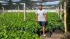 Un homme debout devant une plantation d'arbres