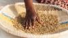 Hand sifting coffee