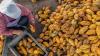Un agriculteur transformant du cacao